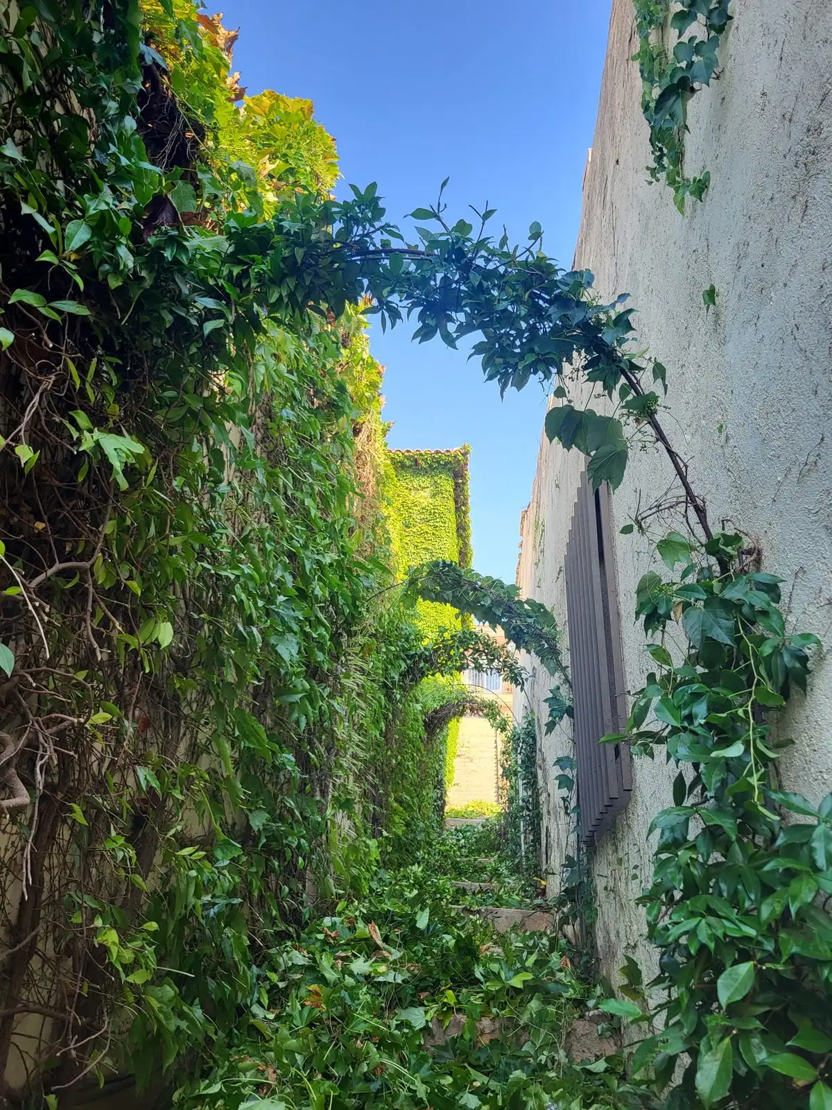 Callejón invadido por la vegetación — foto 1