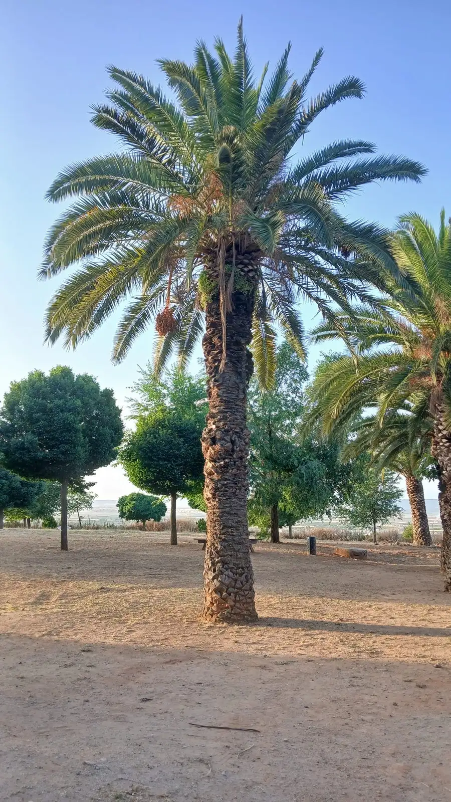 Poda de palmera en finca — foto 1