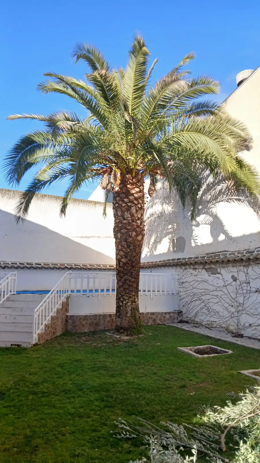 Palmera junto a la piscina — foto 1