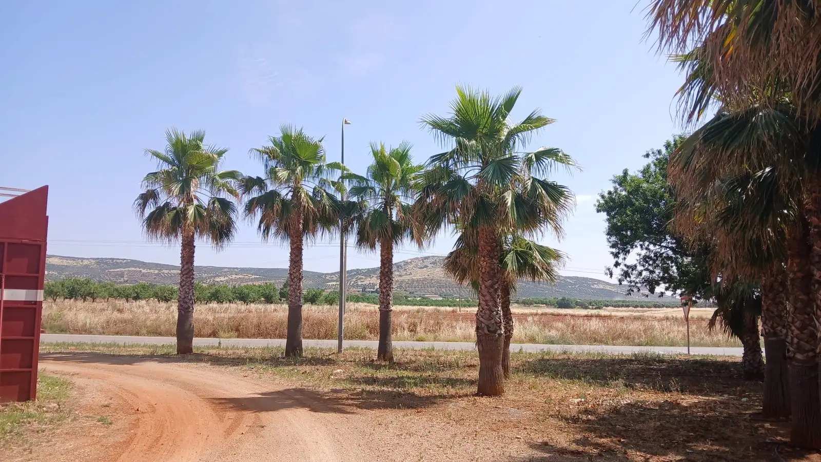 Grupo de palmeras en finca — foto 1