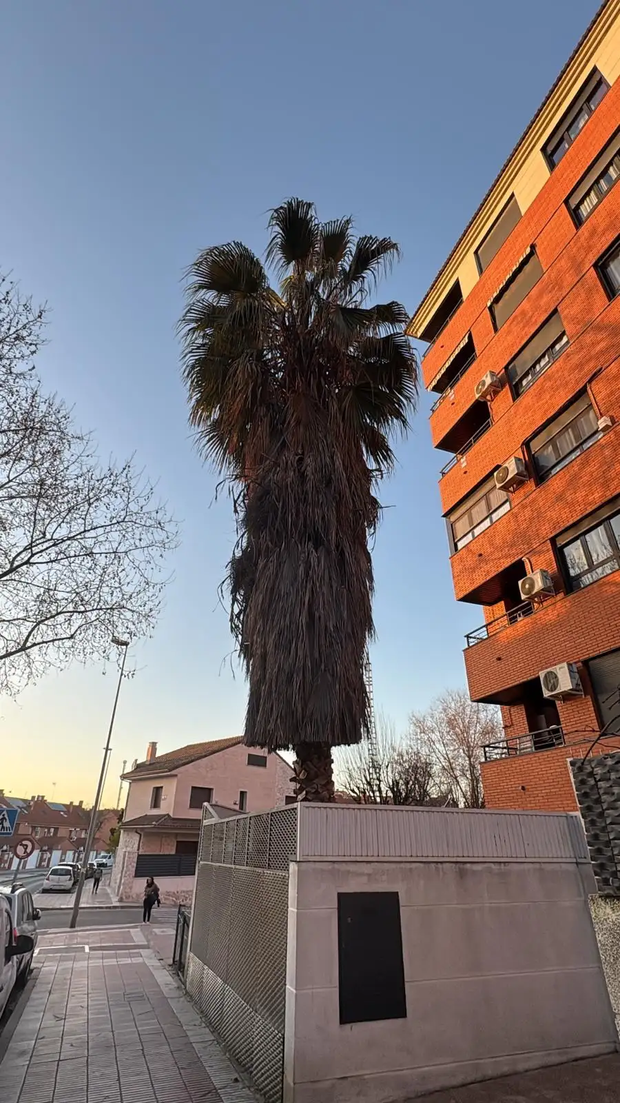 Palmera de gran altura en edificio — foto 1