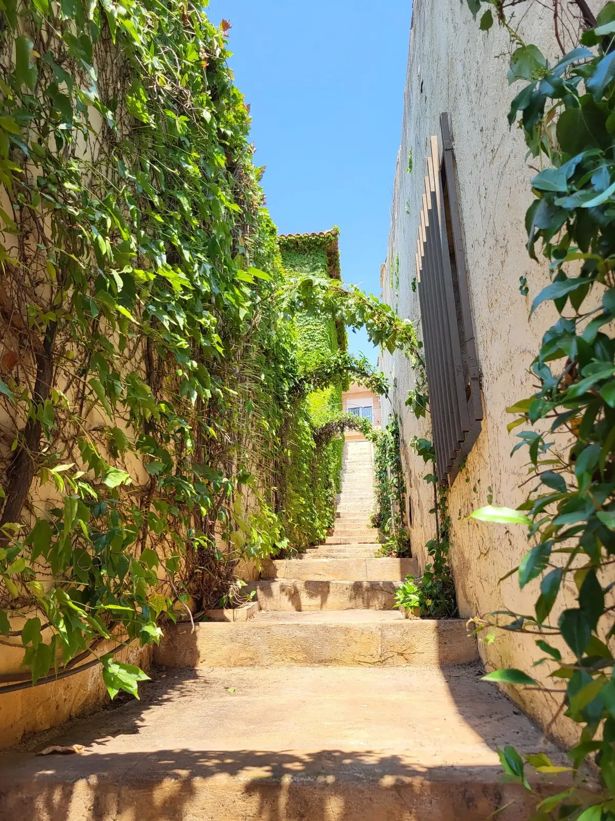 Callejón invadido por la vegetación — foto 2