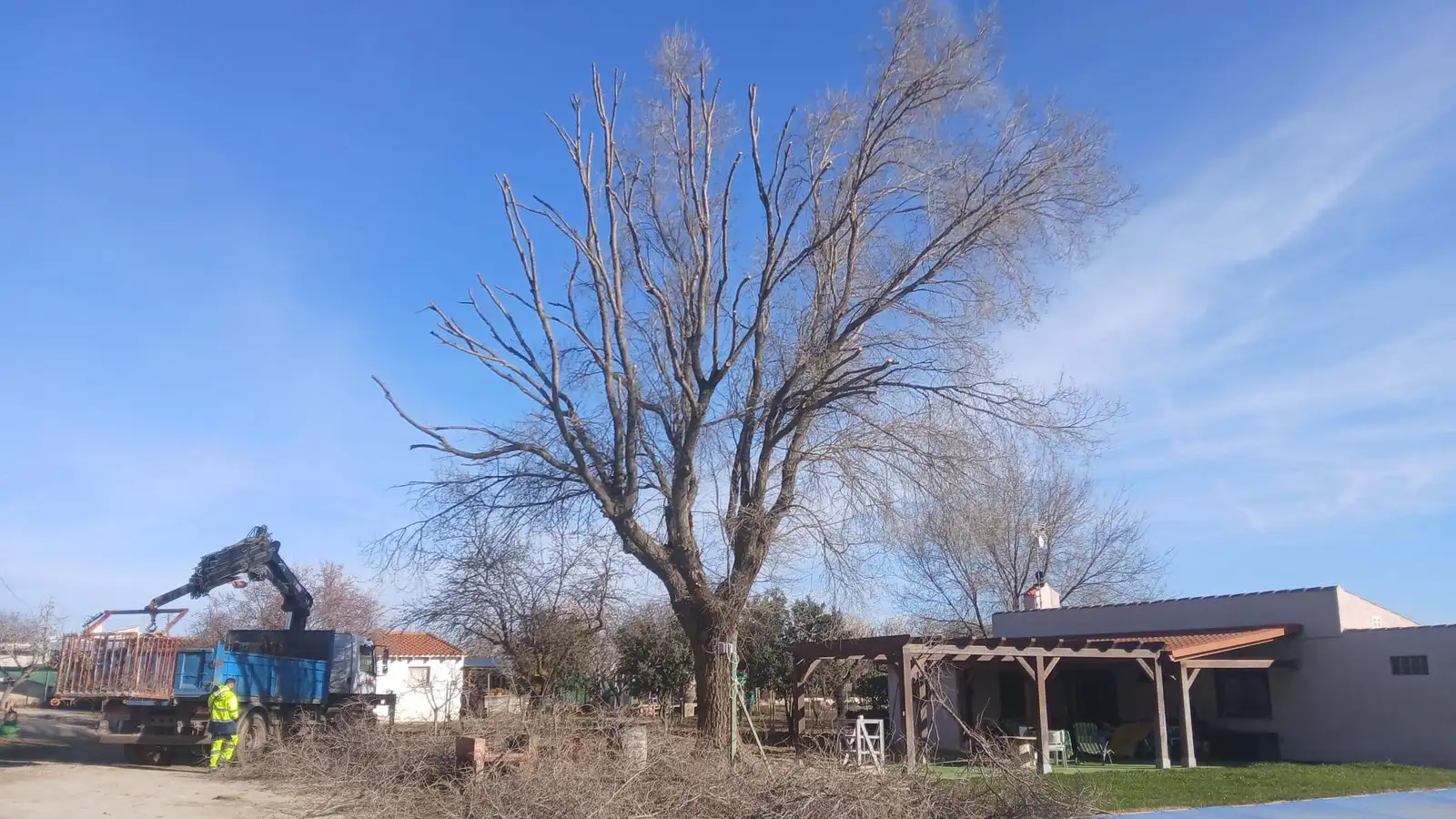 Poda de árbol de gran porte — foto 2
