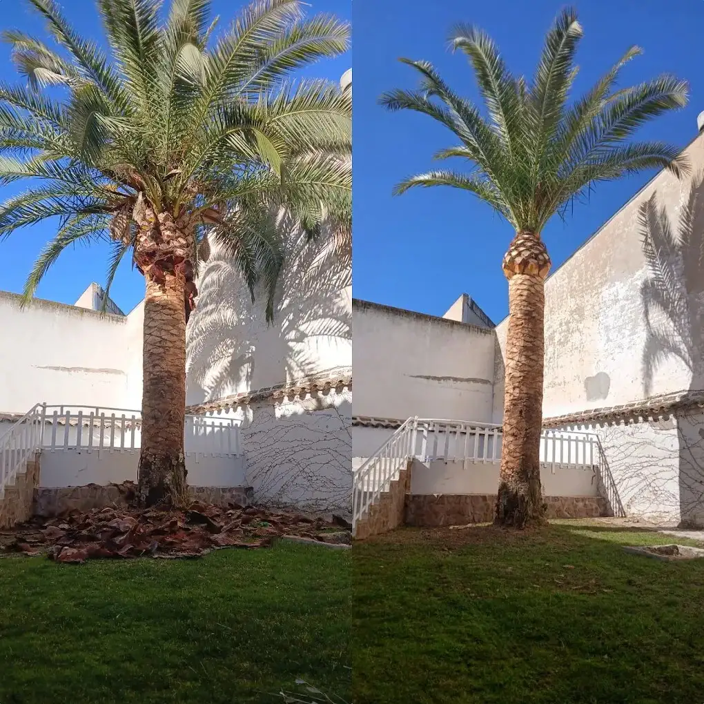 Palmera junto a la piscina — foto 2