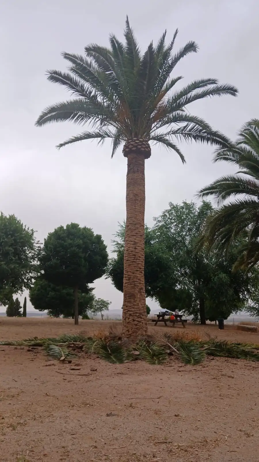 Poda de palmera en finca — foto 2