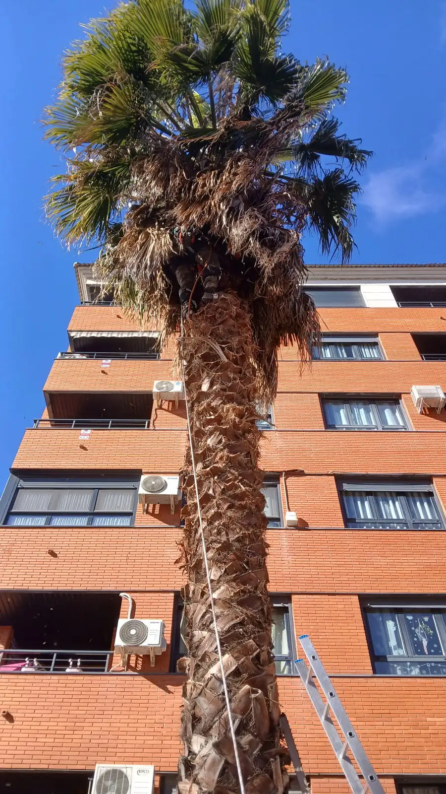 Palmera de gran altura en edificio — foto 2
