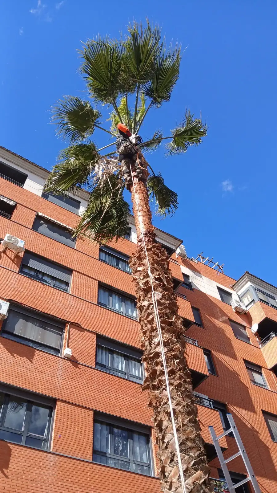 Palmera de gran altura en edificio — foto 3