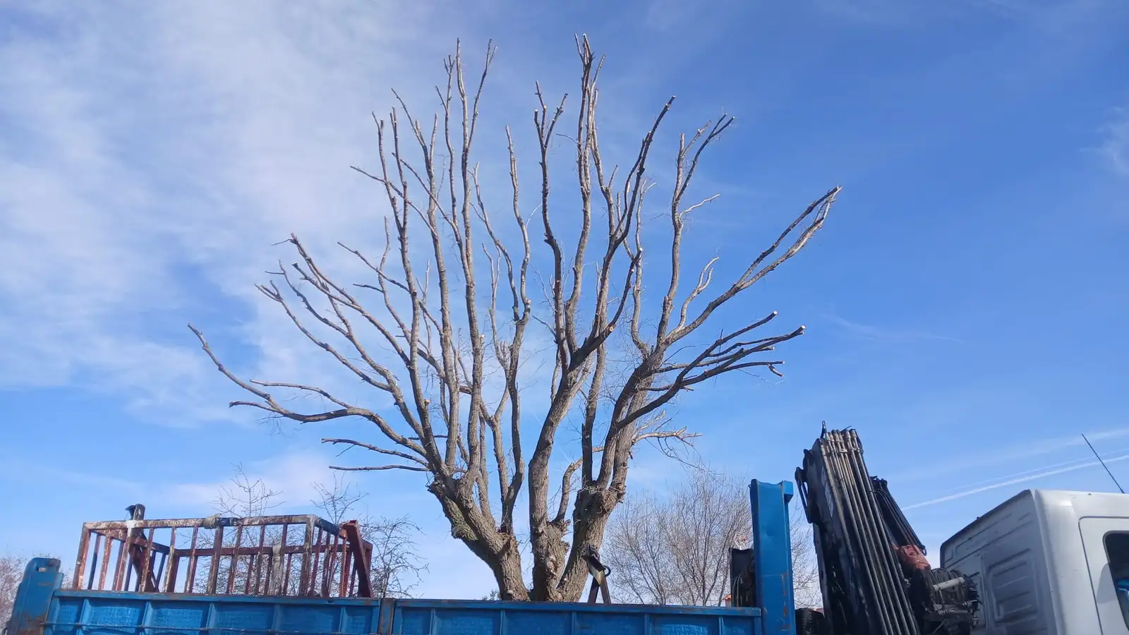 Poda de árbol de gran porte — foto 3