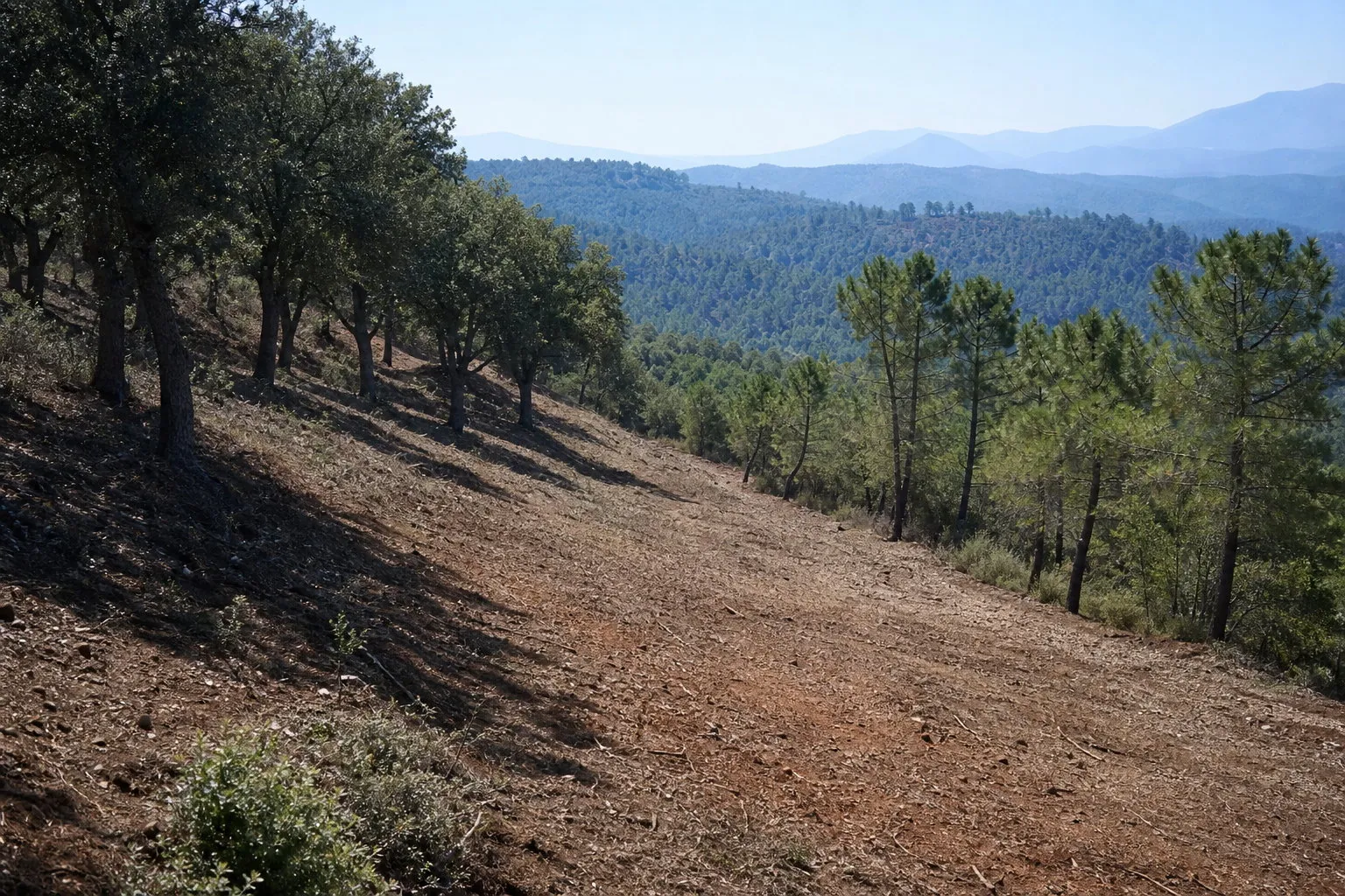 Faja de cortafuegos abierta en una ladera de pinos, con el suelo despejado